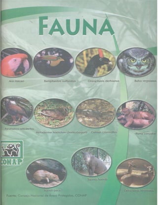 Consejo Nacional de Áreas Protegidas




Listado de especies amenazadas de Guatemala y Listado de especies de flora y fauna silvestre CITES de Guatemala   65
 