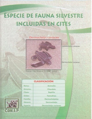 Consejo Nacional de Áreas Protegidas




Listado de especies amenazadas de Guatemala y Listado de especies de flora y fauna silvestre CITES de Guatemala   93
 