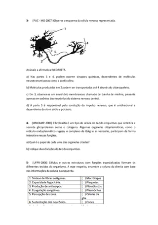 3- (PUC - MG-2007) Observe o esquema da célula nervosa representada.
Assinale a afirmativa INCORRETA.
a) Nas partes 1 e 4, podem ocorrer sinapses químicas, dependentes de moléculas
neurotransmissoras como a acetilcolina.
b) Moléculas produzidas em 2 podem ser transportadas até 4 através do citoesqueleto.
c) Em 3, observa-se um envoltório membranoso chamado de bainha de mielina, presente
apenasem axônios dos neurônios do sistema nervoso central.
d) A parte 5 é responsável pela condução do impulso nervoso, que é unidirecional e
dependente dos íons sódioe potássio.
4- (UNICAMP-2006) Fibroblasto é um tipo de célula do tecido conjuntivo que sintetiza e
secreta glicoproteínas como o colágeno. Algumas organelas citoplasmáticas, como o
retículo endoplasmático rugoso, o complexo de Golgi e as vesículas, participam de forma
interativa nessas funções.
a) Qual é o papel de cada uma das organelas citadas?
b) Indique duas funções do tecido conjuntivo.
5- (UFPR-2006) Células e outras estruturas com funções especializadas formam os
diferentes tecidos do organismo. A esse respeito, enumere a coluna da direita com base
nas informações da coluna da esquerda.
 