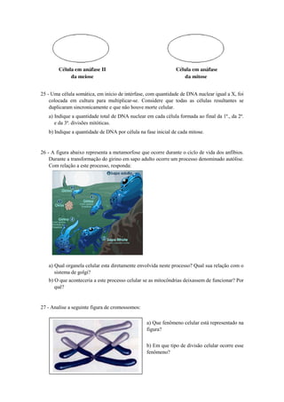 25 - Uma célula somática, em início de intérfase, com quantidade de DNA nuclear igual a X, foi
    colocada em cultura para multiplicar-se. Considere que todas as células resultantes se
    duplicaram sincronicamente e que não houve morte celular.
   a) Indique a quantidade total de DNA nuclear em cada célula formada ao final da 1ª., da 2ª.
      e da 3ª. divisões mitóticas.
   b) Indique a quantidade de DNA por célula na fase inicial de cada mitose.


26 - A figura abaixo representa a metamorfose que ocorre durante o ciclo de vida dos anfíbios.
    Durante a transformação do girino em sapo adulto ocorre um processo denominado autólise.
    Com relação a este processo, responda:




   a) Qual organela celular esta diretamente envolvida neste processo? Qual sua relação com o
      sistema de golgi?
   b) O que aconteceria a este processo celular se as mitocôndrias deixassem de funcionar? Por
      quê?


27 - Analise a seguinte figura de cromossomos:

                                                 a) Que fenômeno celular está representado na
                                                 figura?


                                                 b) Em que tipo de divisão celular ocorre esse
                                                 fenômeno?
 