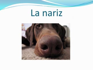 La nariz
 