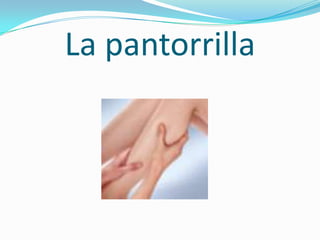 La pantorrilla
 