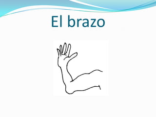 El brazo
 