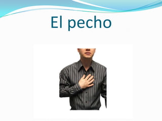 El pecho
 