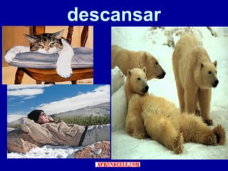 descansar
 