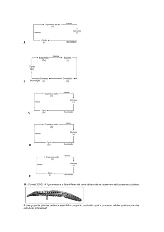 A




B




    C




    D




    E


38. (Fuvest 2005) A figura mostra a face inferior de uma folha onde se observam estruturas reprodutivas.




A que grupo de plantas pertence essa folha , o que é produzido, qual o processo celular qual o nome das
estruturas indicadas?
 
