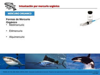 Intoxicación por mercurio orgánicoIntoxicación por mercurio orgánico
Formas de Mercurio
Orgánico
• Metilmercurio
• Etilmercurio
• Alquimercurio
PNUMA, OIT, FAO, OMS, ONUDI, UNITAR y OCDE – Evaluación mundial sobre el mercurio - Programa Inter agencial para la Gestión racional de las Substancias Químicas -Versión e castellano:
Junio 2005 -
 