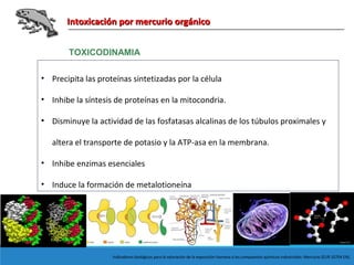 Intoxicación por mercurio orgánicoIntoxicación por mercurio orgánico
TOXICODINAMIA
Indicadores biológicos para la valoración de la exposición humana a los compuestos químicos industriales: Mercurio (EUR 10704 EN).
• Precipita las proteínas sintetizadas por la célula
• Inhibe la síntesis de proteínas en la mitocondria.
• Disminuye la actividad de las fosfatasas alcalinas de los túbulos proximales y
altera el transporte de potasio y la ATP-asa en la membrana.
• Inhibe enzimas esenciales
• Induce la formación de metalotioneína
 