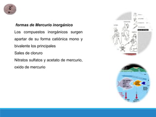 formas de Mercurio inorgánico
Los compuestos inorgánicos surgen
apartar de su forma catiónica mono y
bivalente los principales
Sales de cloruro
Nitratos sulfatos y acetato de mercurio,
oxido de mercurio
 