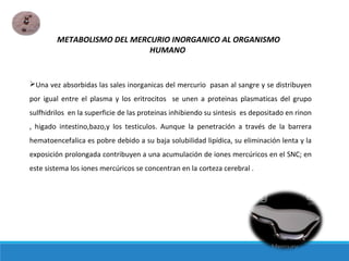 Una vez absorbidas las sales inorganicas del mercurio pasan al sangre y se distribuyen
por igual entre el plasma y los eritrocitos se unen a proteinas plasmaticas del grupo
sulfhidrilos en la superficie de las proteinas inhibiendo su sintesis es depositado en rinon
, higado intestino,bazo,y los testiculos. Aunque la penetración a través de la barrera
hematoencefalica es pobre debido a su baja solubilidad lipídica, su eliminación lenta y la
exposición prolongada contribuyen a una acumulación de iones mercúricos en el SNC; en
este sistema los iones mercúricos se concentran en la corteza cerebral .
METABOLISMO DEL MERCURIO INORGANICO AL ORGANISMO
HUMANO
 