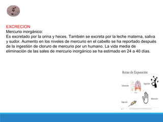 EXCRECION
Mercurio inorgánico:
Es excretado por la orina y heces. También se excreta por la leche materna, saliva
y sudor. Aumento en los niveles de mercurio en el cabello se ha reportado después
de la ingestión de cloruro de mercurio por un humano. La vida media de
eliminación de las sales de mercurio inorgánico se ha estimado en 24 a 40 días.
 