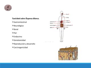 Toxicidad sobre Órganos Blanco.
Gastrointestinal
Neurológico
Renal
Piel
Endocrino
Genotoxicidad
Reproducción y desarrollo
Carcinogenicidad
 