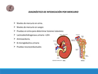  Niveles de mercurio en orina.
 Niveles de mercurio en sangre
 Pruebas en orina para determinar lesiones tubulares:
 Lacticodeshidrogenasa urinaria –LDH-
 Aminoaciduria.
 B-microglobulina urinaria
 Pruebas neuroconductuales
DIAGNÓSTICO DE INTOXICACIÓN POR MERCURIO
 