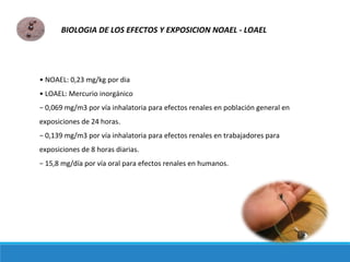 • NOAEL: 0,23 mg/kg por dia
• LOAEL: Mercurio inorgánico
− 0,069 mg/m3 por vía inhalatoria para efectos renales en población general en
exposiciones de 24 horas.
− 0,139 mg/m3 por vía inhalatoria para efectos renales en trabajadores para
exposiciones de 8 horas diarias.
− 15,8 mg/día por vía oral para efectos renales en humanos.
BIOLOGIA DE LOS EFECTOS Y EXPOSICION NOAEL - LOAEL
 