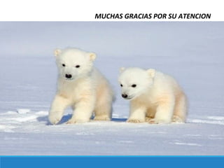 MUCHAS GRACIAS POR SU ATENCION
 