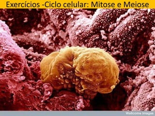 Exercícios -Ciclo celular: Mitose e Meiose 
 