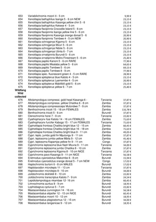 653      Variabilichromis moorii 4 - 5 cm                                     9,90 €
   654      Xenotilapia bathyphilus Isanga 5 - 6 cm NEW                         23,15 €
   655      Xenotilapia bathyphilus Kasanga yellow chin 5 - 6                   23,15 €
   656      Xenotilapia bathyphilus Kekese 4 - 5 cm                             23,15 €
   657      Xenotilapia flavipinnis Crocodile Island 5 - 6 cm                   23,15 €
   658      Xenotilapia flavipinnis Isanga yellow line 5 - 6 cm                 23,15 €
   659      Xenotilapia flavipinnis Kasanga orange dorsal 5 - 6                 20,90 €
   660      Xenotilapia flavipinnis Tembwe 4 - 5 cm NEW                         20,90 €
   661      Xenotilapia ochrogenys Kigoma 5 - 6 cm                              23,15 €
   662      Xenotilapia ochrogenys Mzuri 5 - 6 cm                               23,15 €
   663      Xenotilapia ochrogenys Ndole 5 - 6 cm                               23,15 €
   664      Xenotilapia ochrogenys Utinta 6 - 7 cm                              23,15 €
   665      Xenotilapia ornatipinnis Burundi 5 - 6 cm                           23,15 €
   666      Xenotilapia ornatipinnis Moliro Firestream 5 - 6 cm                 25,40 €
   667      Xenotilapia papilio Kanoni 5 - 6 cm RARE                            77,90 €
   668      Xenotilapia papilio Msalaba yellow 5 - 6 cm                         64,65 €
   669      Xenotilapia papilio Tembwe 5 - 6 cm                                 69,15 €
   670      Xenotilapia papilio Tembwe 8 - 9 cm                                 77,90 €
   671      Xenotilapia spec. fluorescent green 4 - 5 cm RARE                   28,90 €
   672      Xenotilapia spilopterus blue Katoto 4 - 5 cm                        23,15 €
   673      Xenotilapia spilopterus Lyamembe 4 - 5 cm                           20,90 €
   674      Xenotilapia spilopterus Mabilibili gold 5 - 6 cm                    23,15 €
   675      Xenotilapia spilopterus yellow 6 - 7 cm                             25,40 €
Wildfang
  Wild
collected
   676      Altolamprologus compressi. gold head Kasanga 6 -        Tanzania    37,87 €
   677      Altolamprologus compressi. yellow Chaitika 6 - 8 cm      Zambia     37,87 €
   678      Altolamprologus compressiceps Mutondwe 7 - 9 cm          Zambia     37,87 €
   679      Benthochromis tricoti 15 - 18 cm FEMALES                 Zambia    116,78 €
   680      Benthochromis tricoti 5 - 6 cm                           Burundi    37,87 €
   681      Ctenochromis horei 7 - 9 cm                             Tanzania    22,82 €
   682      Cyathopharynx foai Katoto 14 - 16 cm FEMALES             Zambia     71,63 €
   683      Cyathopharynx furcifer Kabogo 15 - 17 cm FEMALES        Tanzania    71,63 €
   684      Cyphotilapia frontosa Chaitika bright blue 12 - 15 cm    Zambia     60,45 €
   685      Cyphotilapia frontosa Chaitika bright blue 16 - 18 cm    Zambia     71,63 €
   686      Cyphotilapia frontosa Chaitika bright blue 9 - 11 cm     Zambia     49,05 €
   687      Cypri. lepto. jumbo gold fin Mpulungu 9 - 11 cm          Zambia     37,87 €
   688      Cypri. leptosoma jumbo yellow Mbita 9 - 12 cm            Zambia     45,40 €
   689      Cypri. leptosoma Kapampa yellow fin 9 - 11 cm            Congo      37,87 €
   690      Cyprichromis leptosoma blue flash Mvuna 9 - 11 cm       Tanzania    34,00 €
   691      Cyprichromis leptosoma jumbo Chaitika 8 - 10 cm          Zambia     37,87 €
   692      Cyprichromis leptosoma Kigoma 8 - 10 cm NICE            Tanzania    37,87 €
   693      Cyprichromis pavo Kasanga 9 - 11 cm NICE                Tanzania    56,58 €
   694      Eretmodus cyanostictus Makombe 6 - 8 cm                  Burundi    15,94 €
   695      Eretmodus cyanostictus orange dorsal 5 - 7 cm NEW        Congo      17,02 €
   696      Haplochromis burtoni 6 - 8 cm MALES                      Burundi    17,02 €
   697      Haplotaxodon microlepis 11 - 13 cm                      Tanzania    37,87 €
   698      Haplotaxodon microlepis 8 - 10 cm                        Burundi    34,00 €
   699      Julidochromis dickfeldi 8 - 10 cm                        Zambia     22,82 €
   700      Julidochromis transcriptus Katoto 7 - 9 cm               Zambia     24,54 €
   701      Lepidiolamprologus nkambae 12- 16 cm                     Zambia     60,45 €
   702      Limnochromis auritus 8 - 9 cm                            Burundi    18,95 €
   703      Lophiobagrus cyclurus 5 - 7 cm                           Burundi    22,82 €
   704      Mastacembalus cunningtoni 14 - 16 cm                     Burundi    56,58 €
   705      Mastacembalus elipsifer 12 - 15 cm NICE                  Burundi    60,45 €
   706      Mastacembalus moorii 10 - 12 cm                          Burundi    18,95 €
   707      Mastacembalus plagiostomus 12 - 15 cm                    Burundi    34,00 €
   708      Mastacembalus tanganicae 9 - 12 cm                       Burundi    18,95 €
 