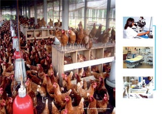 Unité de production des pouletsUnité de production des poulets
 