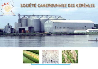 Une unité de production des céréales à DoualaUne unité de production des céréales à Douala
 