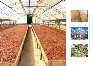 Sèchoir de cacao à NdomSèchoir de cacao à Ndom
 