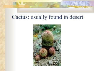 Cactus: usually found in desert 