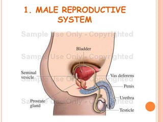 1. MALE REPRODUCTIVE
       SYSTEM
 