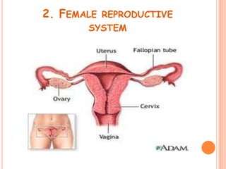 2. FEMALE   REPRODUCTIVE
       SYSTEM
 