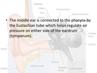 • The middle ear is connected to the pharynx by
the Eustachian tube which helps regulate air
pressure on either side of the eardrum
(tympanum).
 
