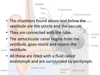 • The chambers found above and below the
vestibule are the utricle and the saccule.
• They are connected with the tube.
• The semicircular canal begins from the
vestibule, goes round and rejoins the
vestibule.
• All these are filled with a fluid called
endolymph and are surrounded by perilymph.
 