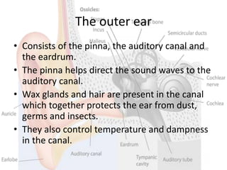 The outer ear
• Consists of the pinna, the auditory canal and
the eardrum.
• The pinna helps direct the sound waves to the
auditory canal.
• Wax glands and hair are present in the canal
which together protects the ear from dust,
germs and insects.
• They also control temperature and dampness
in the canal.
 
