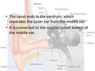 • The canal ends in the eardrum, which
separates the outer ear from the middle ear.
• It is connected to the ossicles (small bones) of
the middle ear.
 