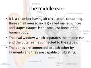 The middle ear
• It is a chamber having air circulation, containing
three small ones (ossicles) called malleus, incus,
and stapes (stapes is the smallest bone in the
human body).
• The oval window which separates the middle ear
and the outer ear is connected to the stapes.
• The bones are connected to each other by
ligaments and they are capable of vibrating.
 