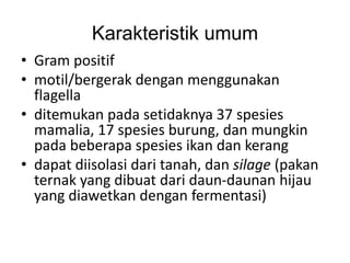 Karakteristik umum
• Gram positif
• motil/bergerak dengan menggunakan
flagella
• ditemukan pada setidaknya 37 spesies
mamalia, 17 spesies burung, dan mungkin
pada beberapa spesies ikan dan kerang
• dapat diisolasi dari tanah, dan silage (pakan
ternak yang dibuat dari daun-daunan hijau
yang diawetkan dengan fermentasi)
 