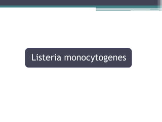 Listeria monocytogenes
 