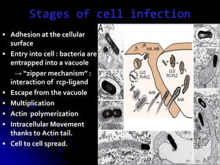 Stages of cell infection
• Adhesion at the cellular
surface
• Entry into cell : bacteria are
entrapped into a vacuole
→ “zipper mechanism” :
interaction of rcp-ligand
• Escape from the vacuole
• Multiplication
• Actin polymerization
• Intracellular Movement
thanks to Actin tail.
• Cell to cell spread.
 