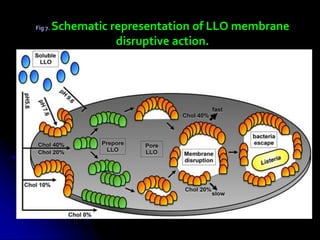 Fig 7. Schematic representation of LLO membrane
disruptive action.
 