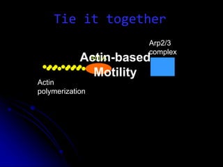 Act A
Arp2/3
complex
Actin
polymerization
Actin-based
Motility
Tie it together
 
