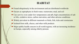 HABITAT
 Found ubiquitously in the environment and are distributed worldwide
 Occurs as saprophytes in fresh water, wastewater, mud, and soil
 Can survive even under low temperatures and pH, high concentrations of salt
or bile, oxidative stress, carbon starvation, and other adverse conditions
 Widely prevalent in different mammals or birds, fish, ticks and crustaceans
 Isolated from milk, cheese, and other milk products
 Major public health concern in all world regions, with an increasing incidence
in Europe, especially among elderly persons
 
