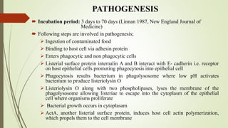 PATHOGENESIS
 Incubation period: 3 days to 70 days (Linnan 1987, New England Journal of
Medicine)
 Following steps are involved in pathogenesis;
 Ingestion of contaminated food
 Binding to host cell via adhesin protein
 Enters phagocytic and non phagocytic cells
 Listerial surface protein internalin A and B interact with E- cadherin i.e. receptor
on host epithelial cells promoting phagocytosis into epithelial cell
 Phagocytosis results bacterium in phagolysosome where low pH activates
bacterium to produce listeriolysin O
 Listeriolysin O along with two phospholipases, lyses the membrane of the
phagolysosome allowing listeriae to escape into the cytoplasm of the epithelial
cell where organisms proliferate
 Bacterial growth occurs in cytoplasam
 ActA, another listerial surface protein, induces host cell actin polymerization,
which propels them to the cell membrane
 