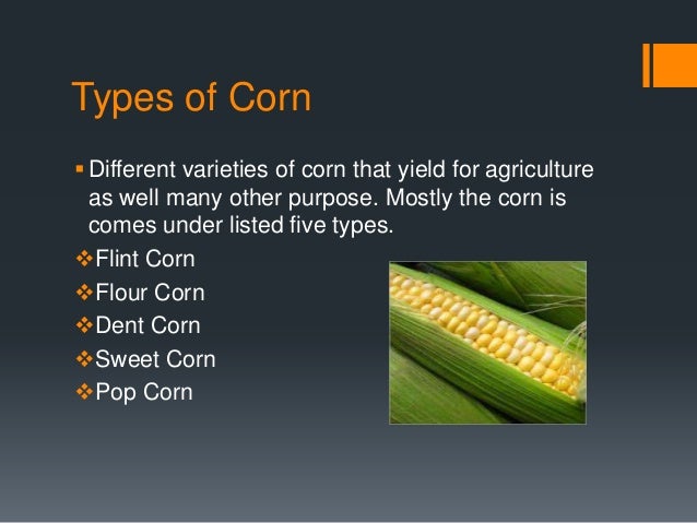 Listing Out Different Types Of Corn Cornmeal, cornstarch, corn flour, they're all made from that incredibly versatile and internationally esteemed new world grain called corn in the united states and maize, from the caribbean taino indian word rnahiz, almost everywhere else. listing out different types of corn