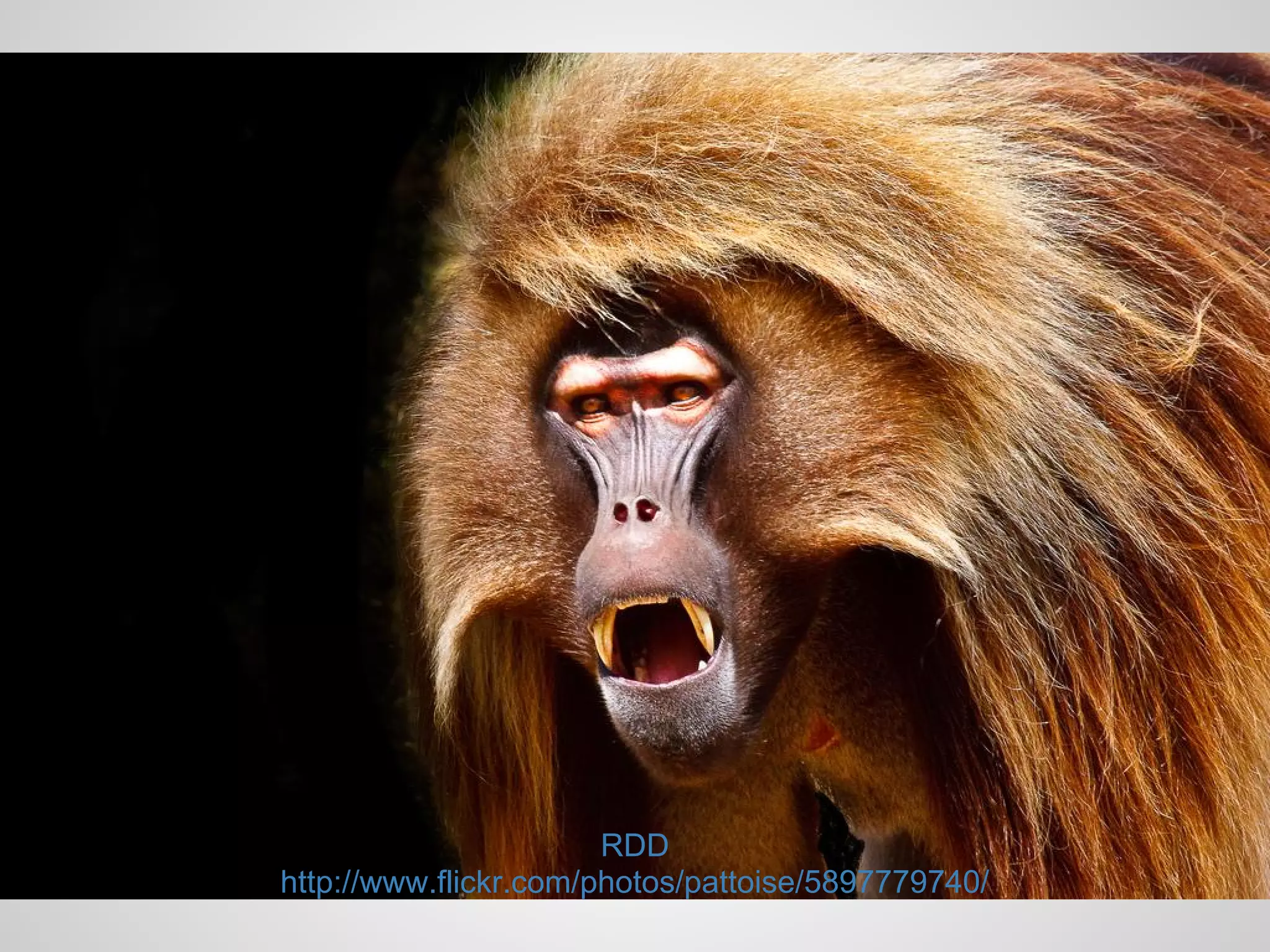 RDD
http://www.flickr.com/photos/pattoise/5897779740/
 