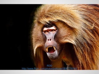 RDD
http://www.flickr.com/photos/pattoise/5897779740/
 