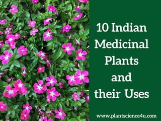 List of 10 Medicinal plants and their uses