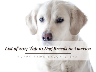 List of 2017 Top 10 Dog Breeds in America
P U P P Y   P A W S   S A L O N   &   S P A
 