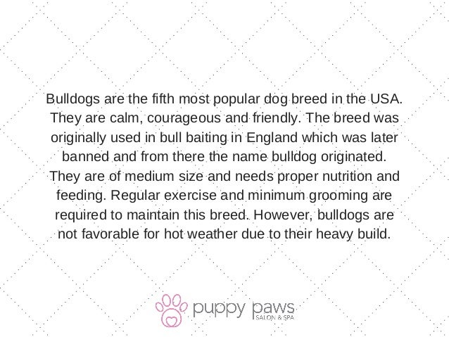 most popular breed in usa list of 2017 top 10 breeds in america most popular breed in usa list of 2017 top 10 breeds in america