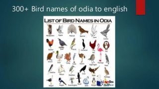 300+ Bird names of odia to english
 