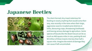 Anything Insect List of Bugs and Insects Harmful to the Agriculture Industry | PDF
