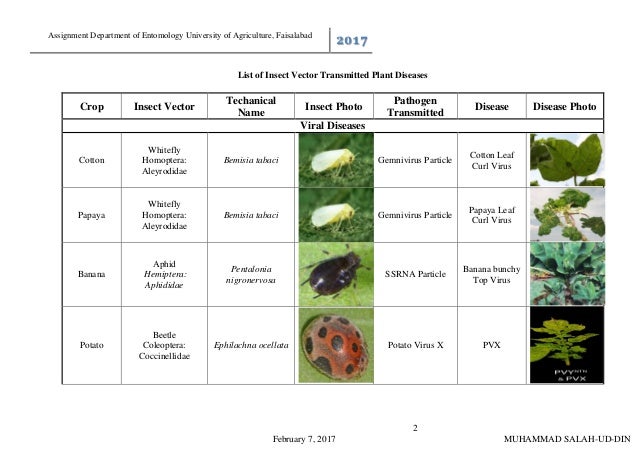List of insect vector transmitted plant diseases & Terminology