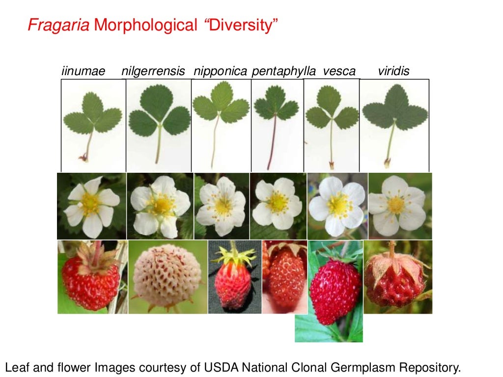 Wild Strawberry An emerging model for ecological and evolutionary ge…