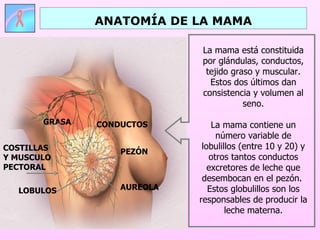 ANATOMÍA DE LA MAMA

                             La mama está constituida
                             por glándulas, conductos,
                              tejido graso y muscular.
                               Estos dos últimos dan
                             consistencia y volumen al
                                        seno.

       GRASA   CONDUCTOS         La mama contiene un
                                  número variable de
COSTILLAS                     lobulillos (entre 10 y 20) y
                   PEZÓN
Y MUSCULO                       otros tantos conductos
PECTORAL                        excretores de leche que
                              desembocan en el pezón.
  LOBULOS          AUREOLA      Estos globulillos son los
                             responsables de producir la
                                     leche materna.
 